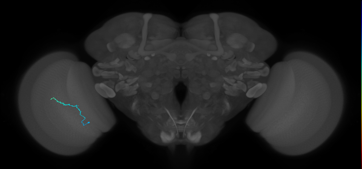 Dm3b_L (MaleCNS:109052)