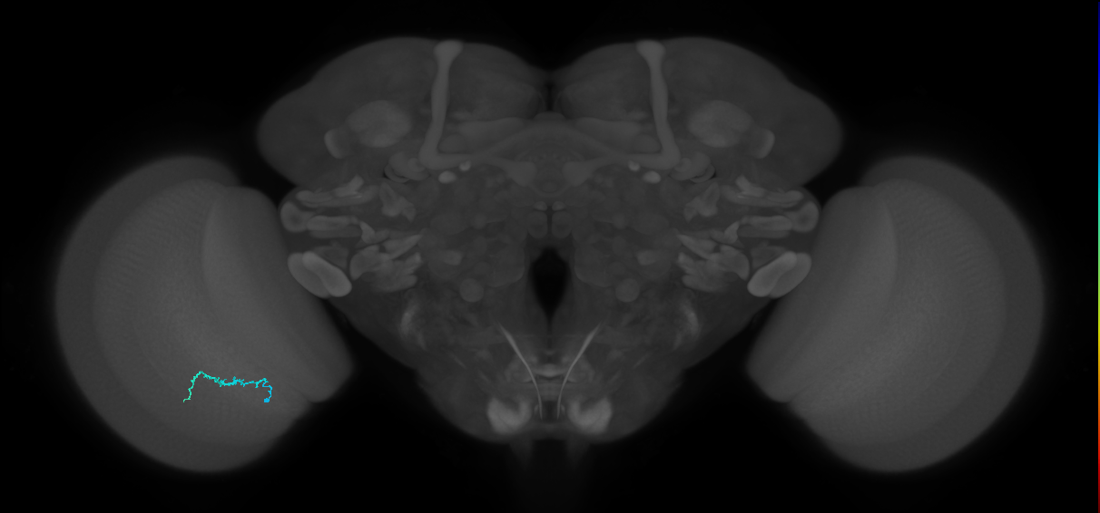 Dm3b_L (MaleCNS:169830)