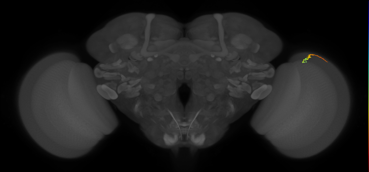 Dm3b_R (MaleCNS:152944)