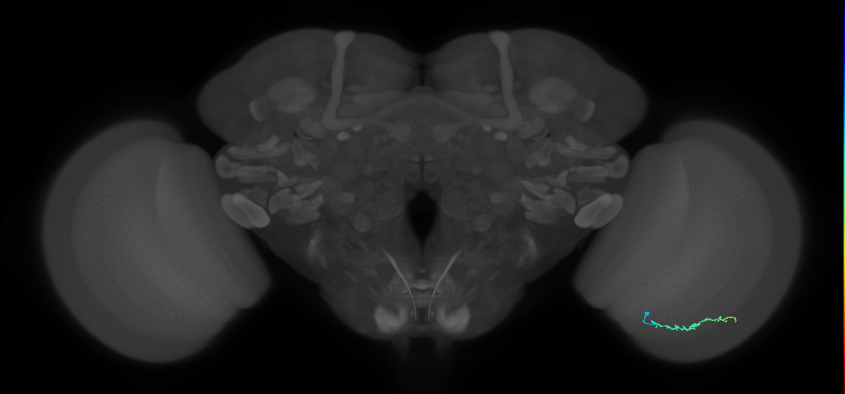 Dm3b_R (MaleCNS:144323)