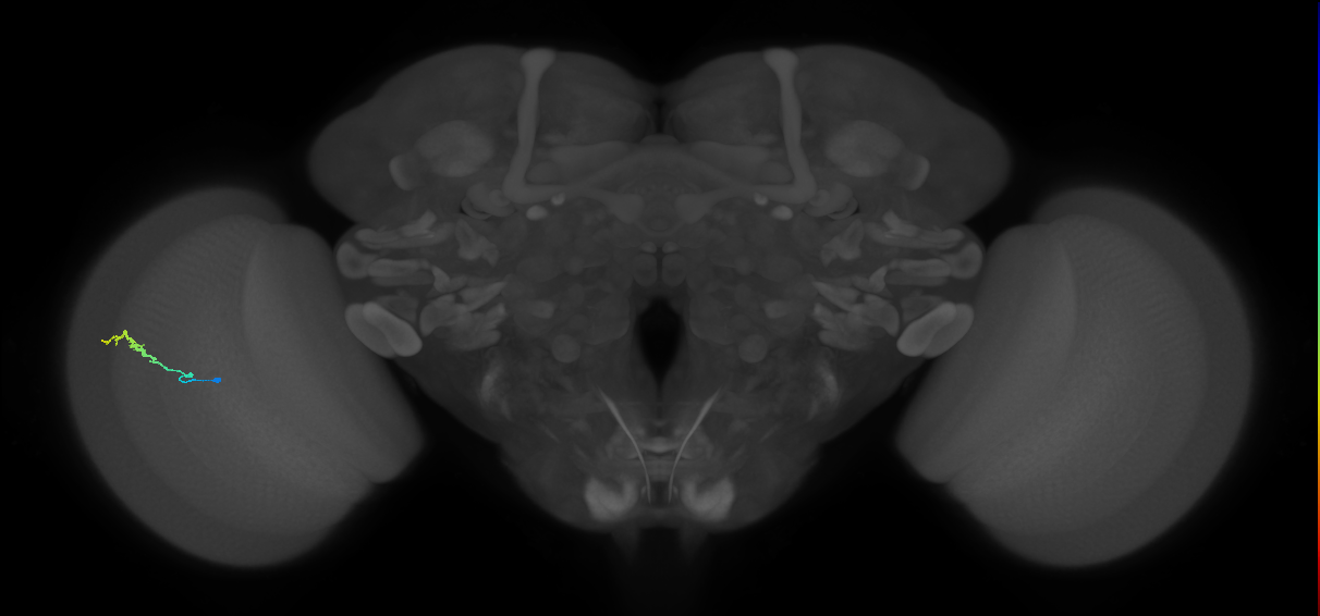 Dm3b_L (MaleCNS:143112)