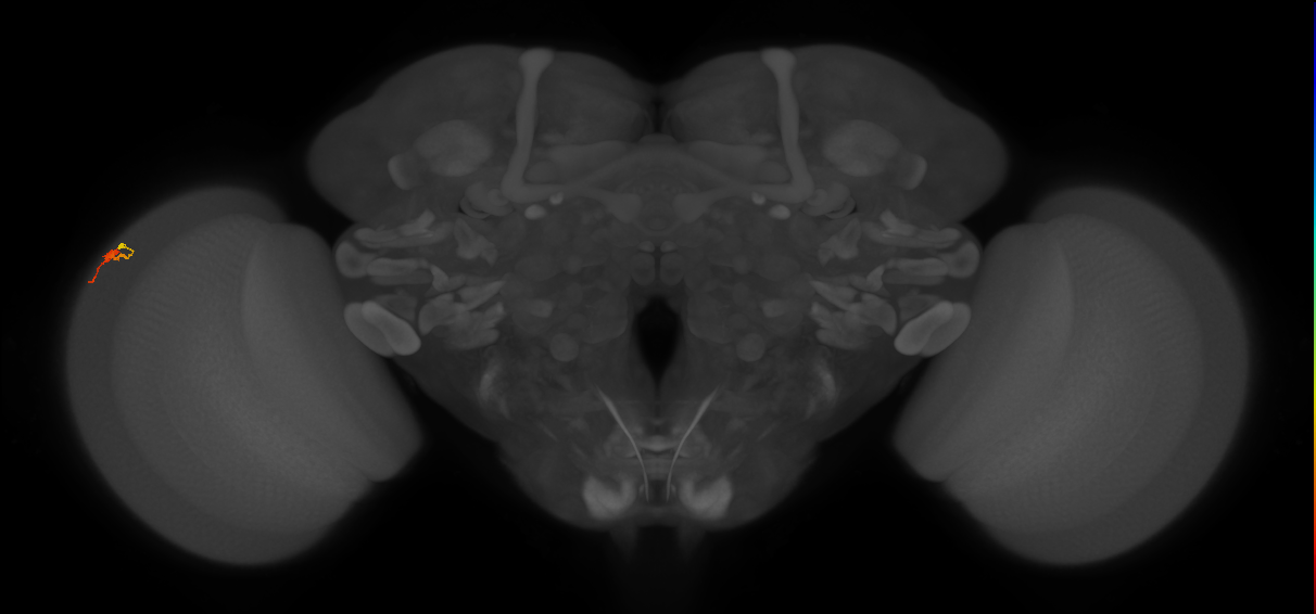Dm3b_L (MaleCNS:536861)