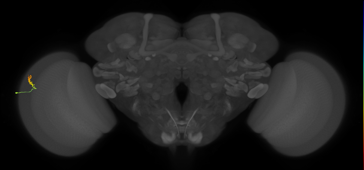 Dm3b_L (MaleCNS:547828)