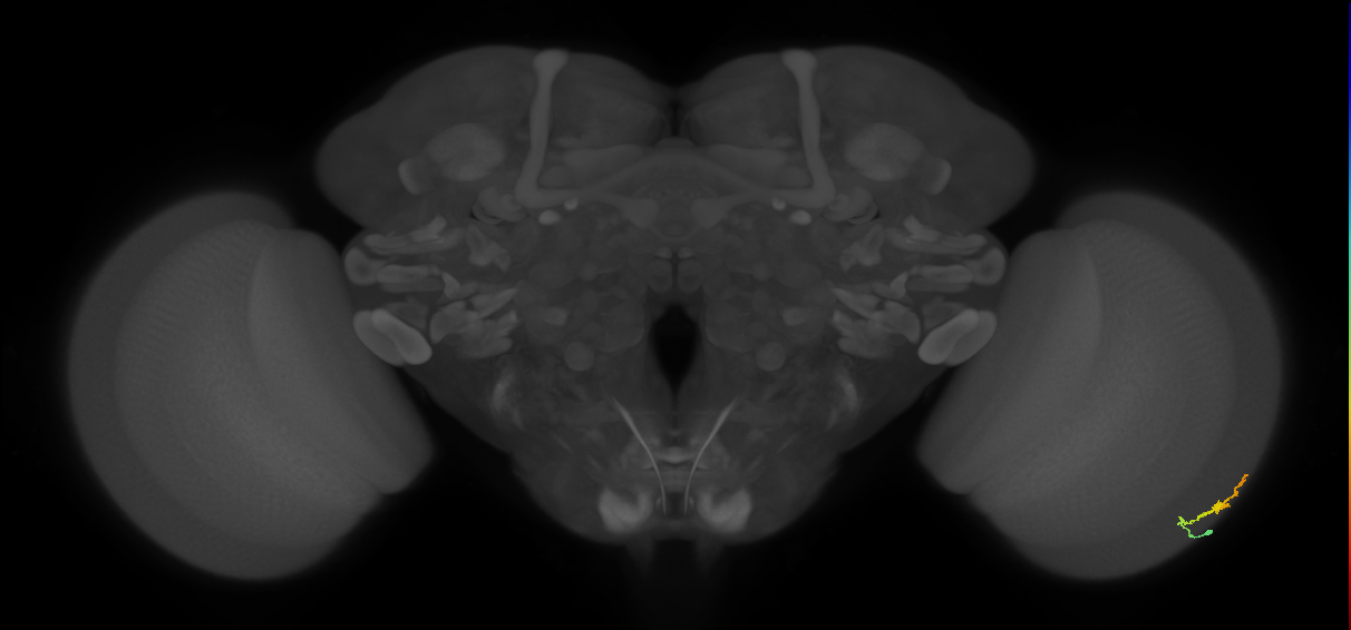 Dm3b_R (MaleCNS:136054)