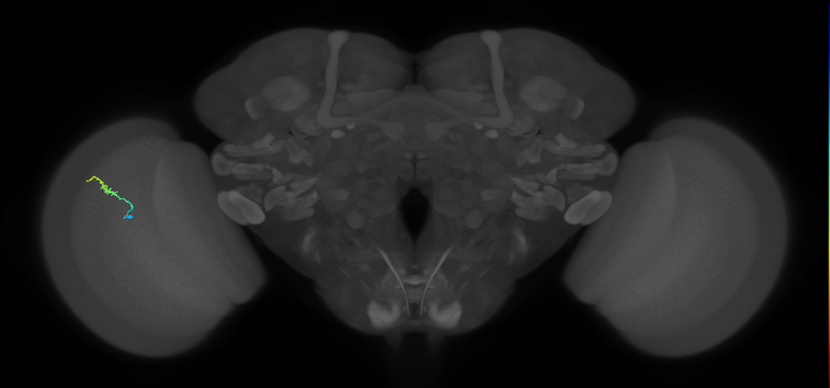 Dm3b_L (MaleCNS:130586)