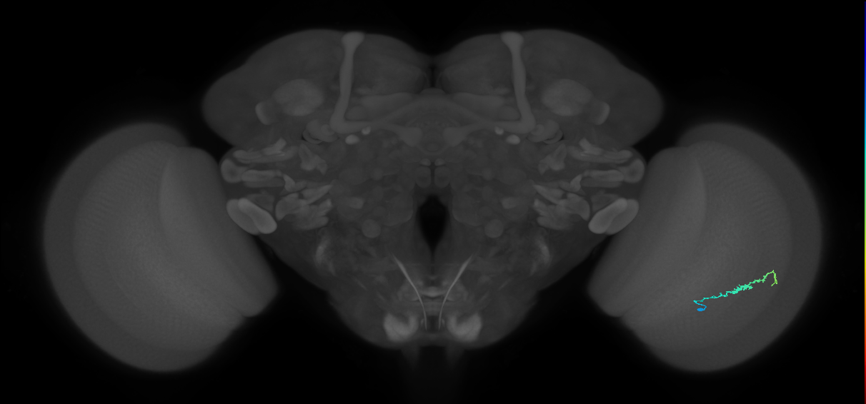 Dm3b_R (MaleCNS:131222)