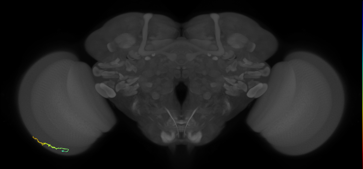 Dm3b_L (MaleCNS:112839)