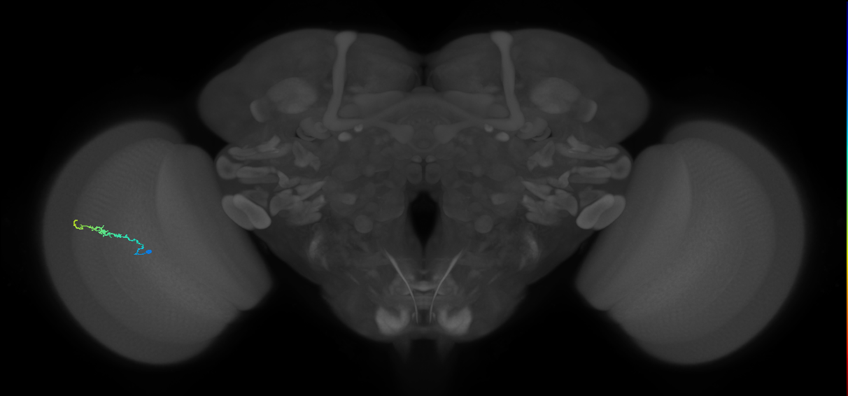 Dm3b_L (MaleCNS:552364)