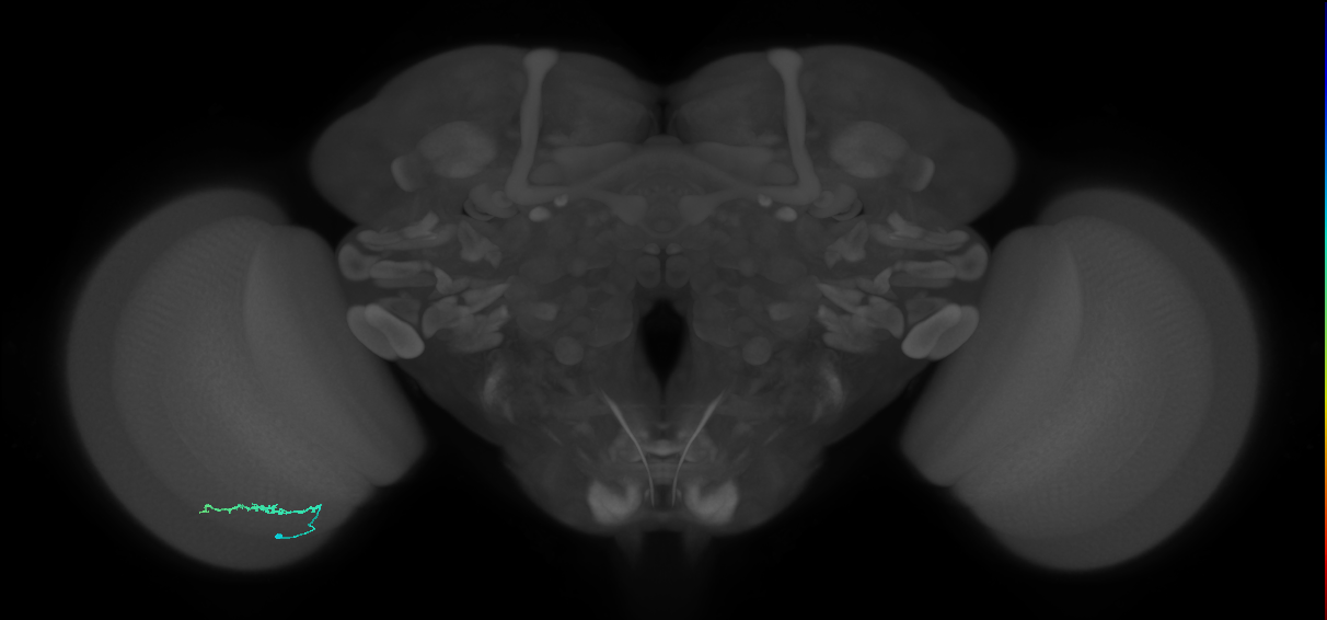 Dm3b_L (MaleCNS:144627)