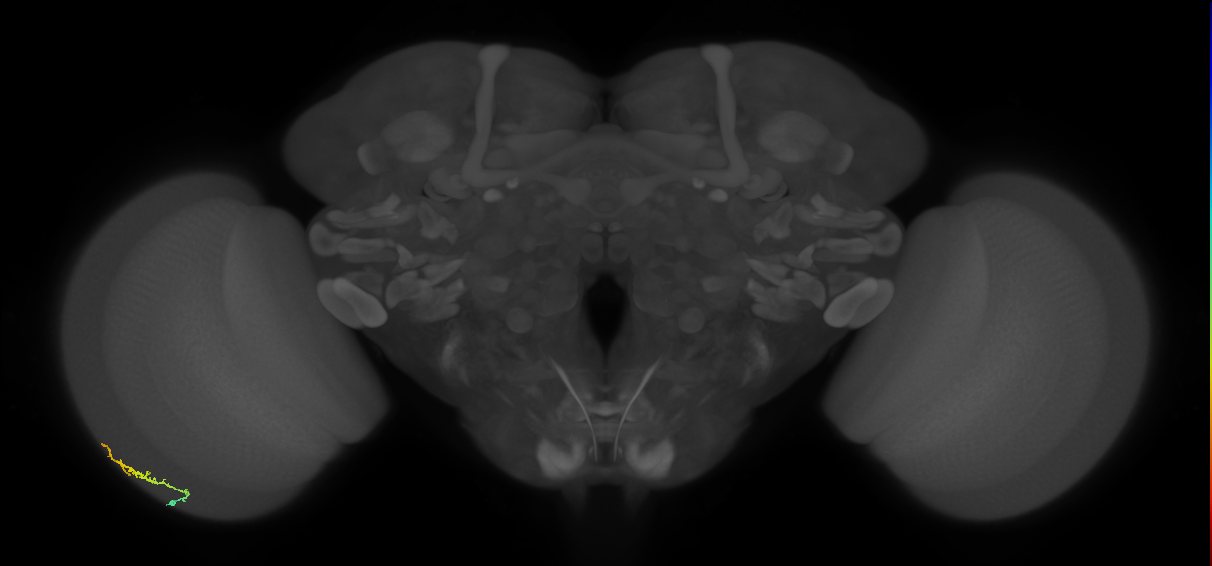 Dm3b_L (MaleCNS:124970)
