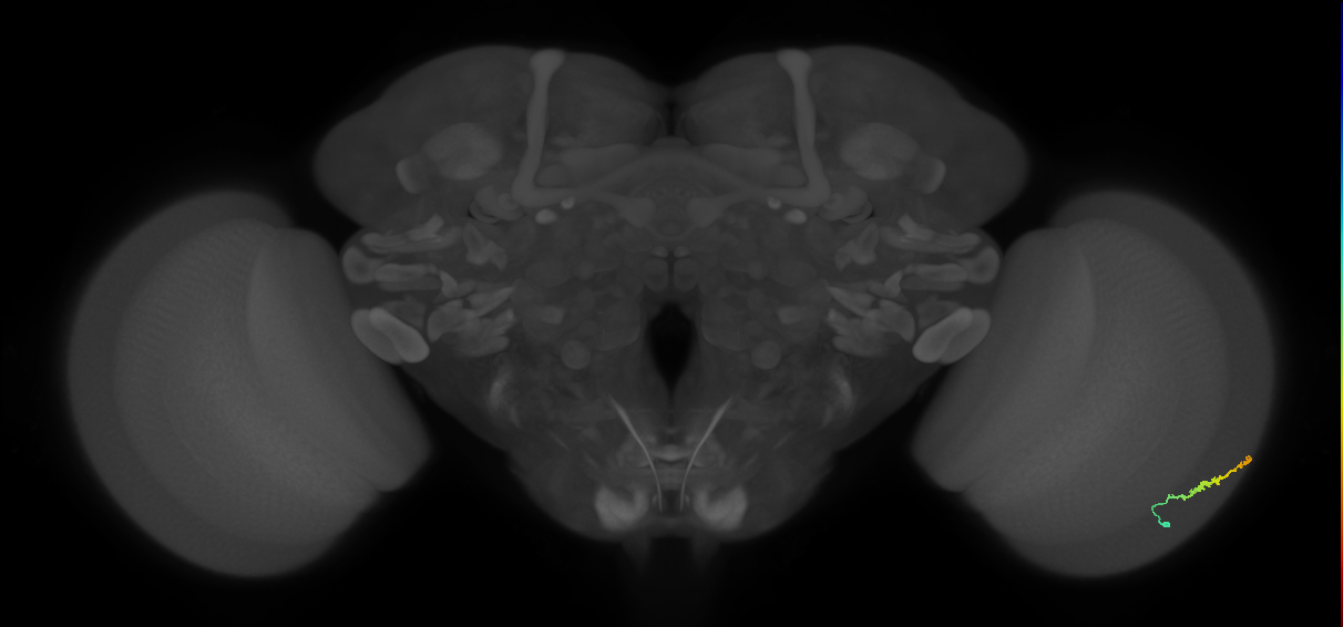 Dm3b_R (MaleCNS:110275)