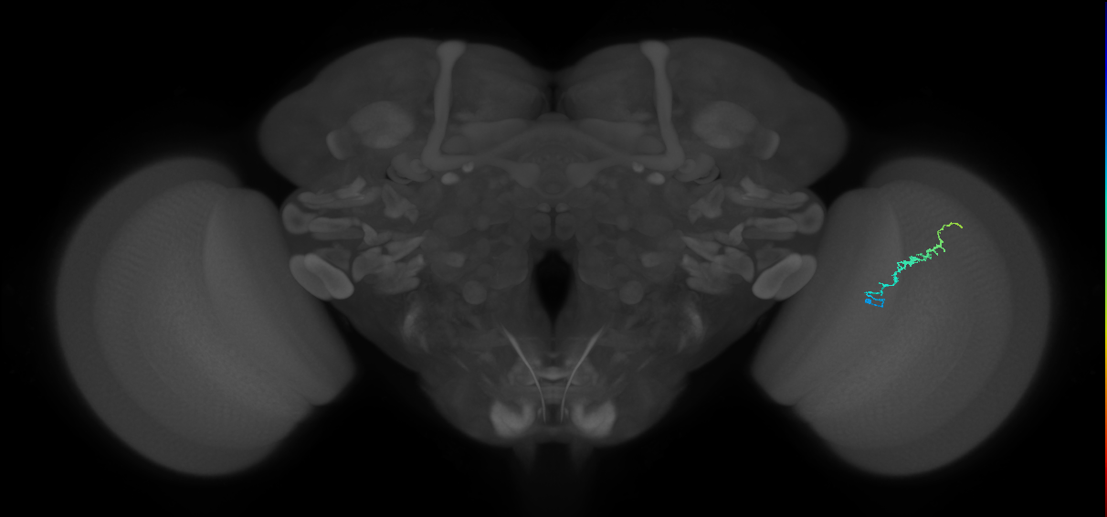Dm3b_R (MaleCNS:146163)