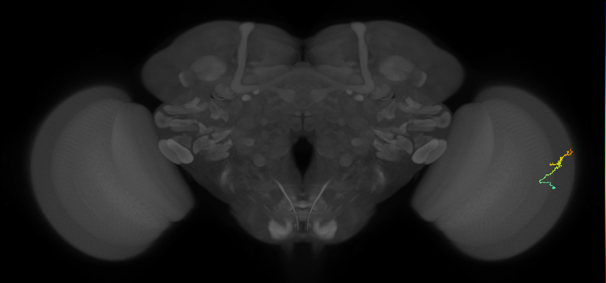 Dm3b_R (MaleCNS:138074)