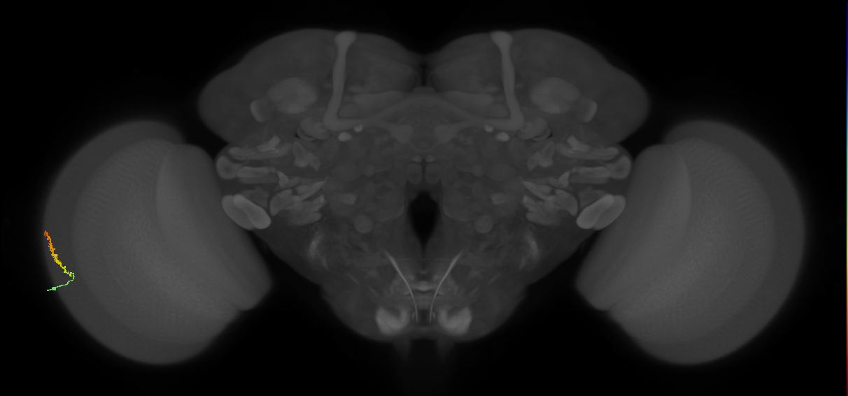 Dm3b_L (MaleCNS:517287)