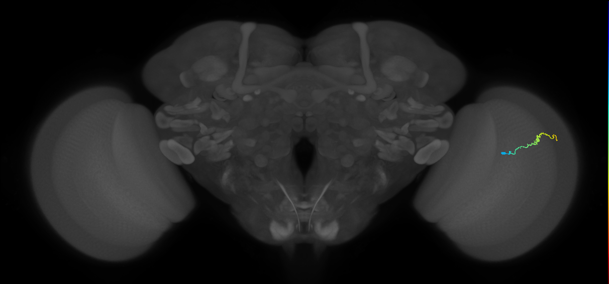 Dm3b_R (MaleCNS:209943)