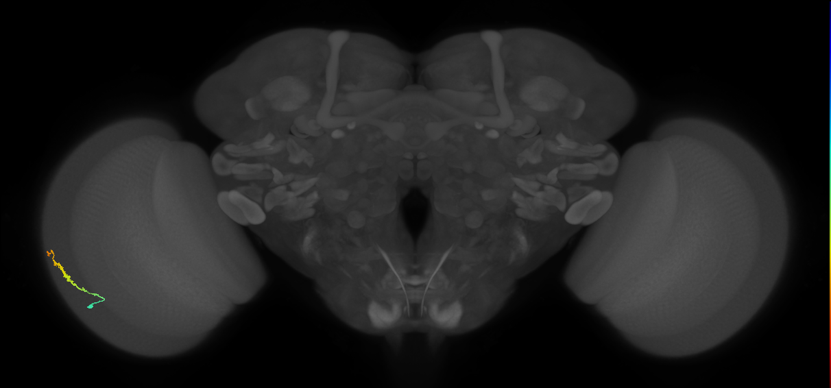 Dm3b_L (MaleCNS:532030)