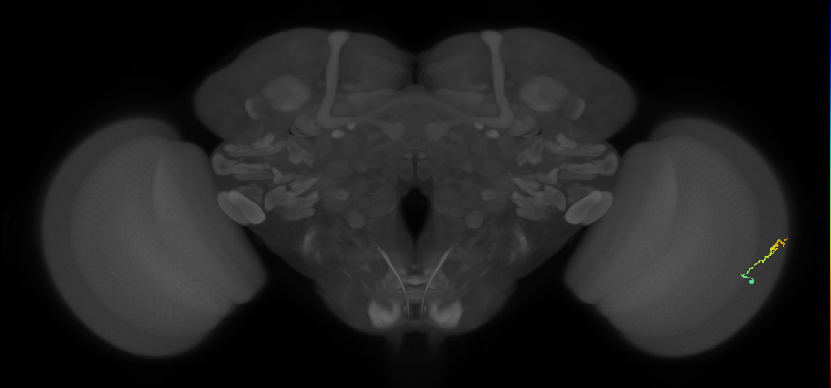 Dm3b_R (MaleCNS:143254)