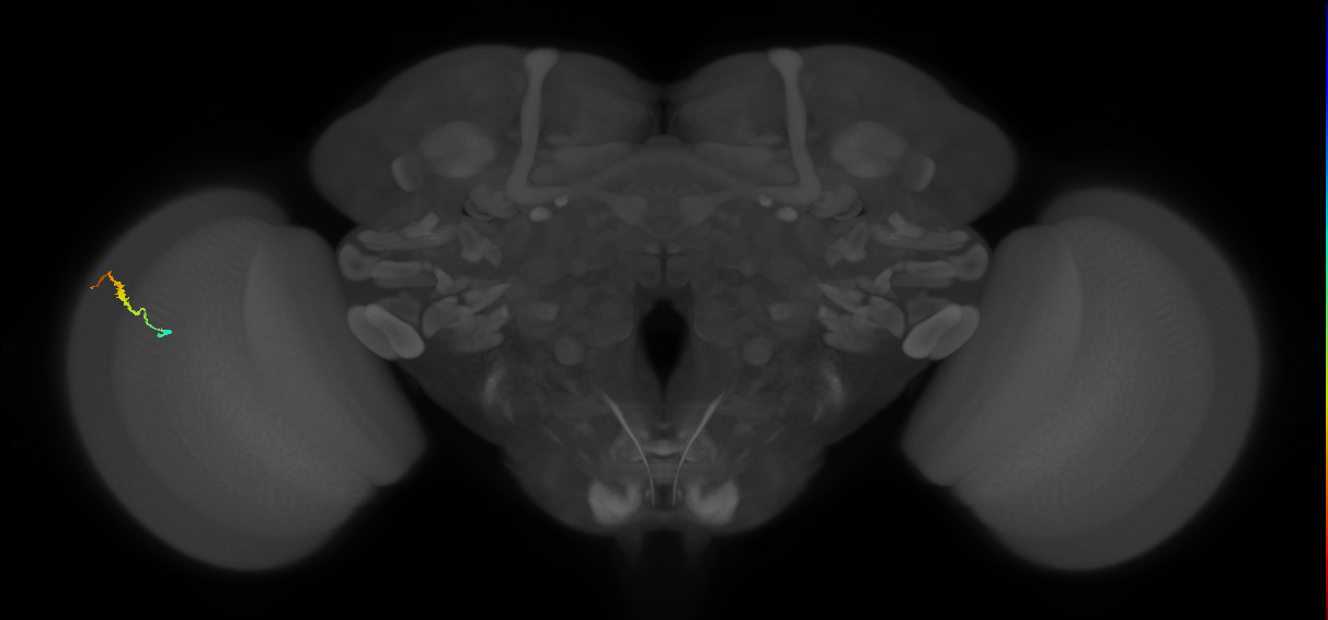 Dm3b_L (MaleCNS:549370)