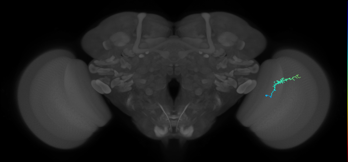Dm3b_R (MaleCNS:132562)