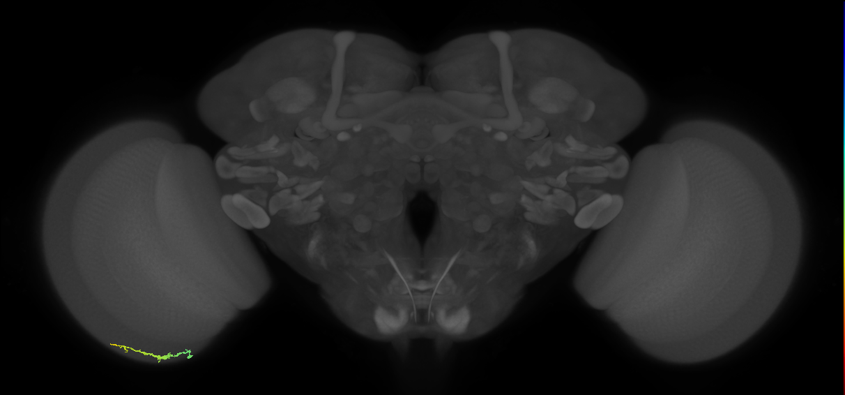 Dm3b_L (MaleCNS:124964)