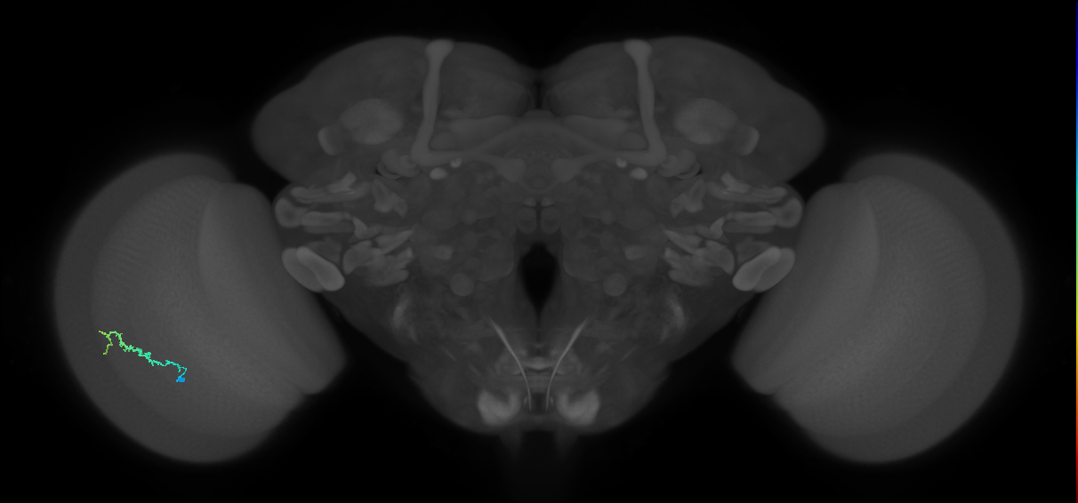 Dm3b_L (MaleCNS:169547)