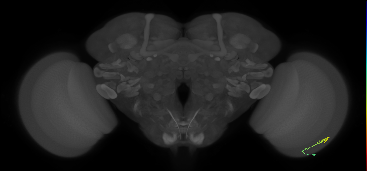 Dm3b_R (MaleCNS:122618)