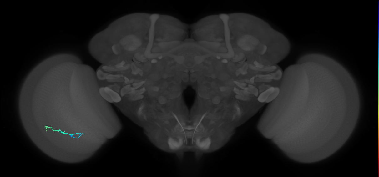Dm3b_L (MaleCNS:552721)