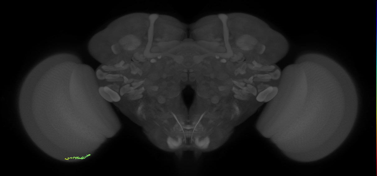 Dm3b_L (MaleCNS:551635)