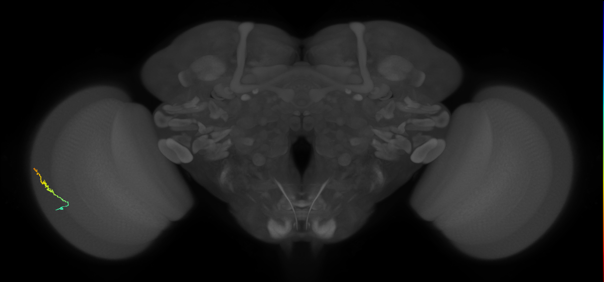 Dm3b_L (MaleCNS:109110)
