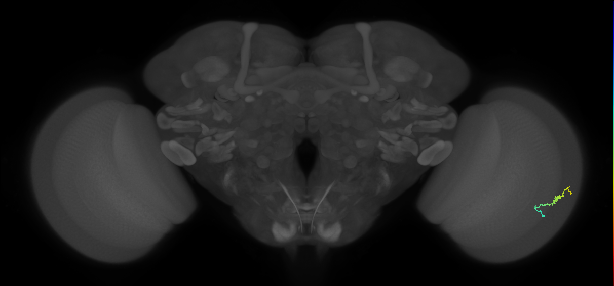 Dm3b_R (MaleCNS:132739)