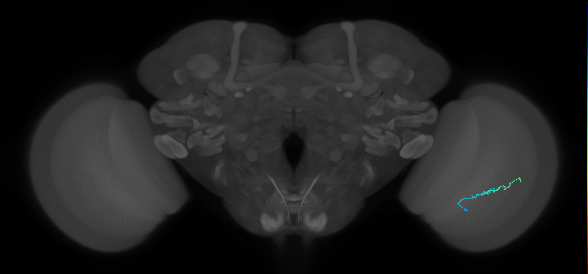 Dm3b_R (MaleCNS:139724)