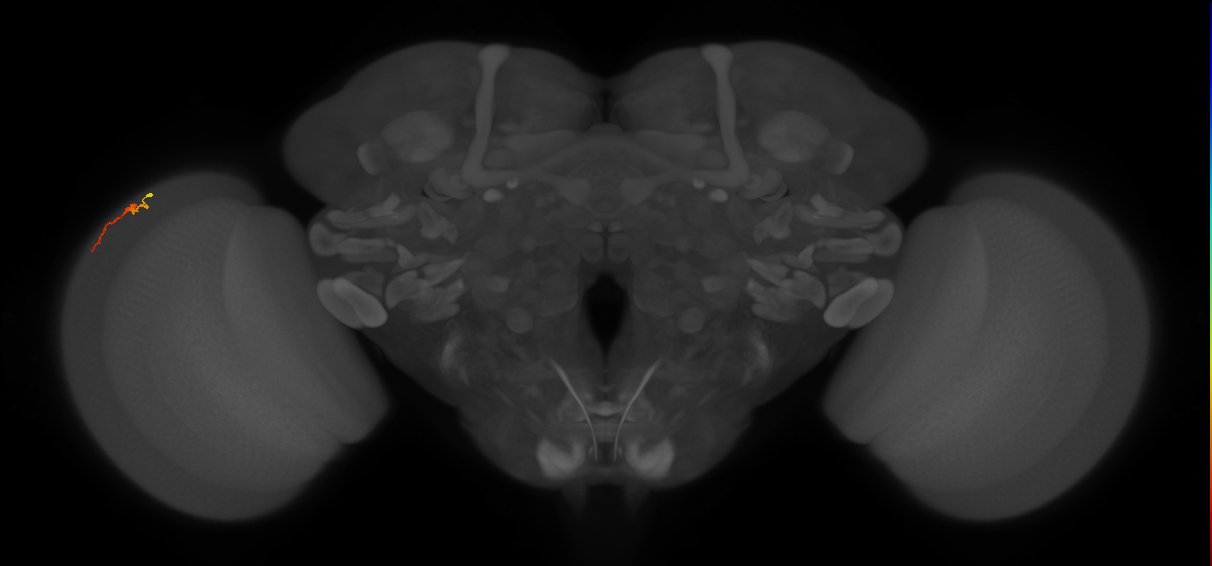 Dm3b_L (MaleCNS:549243)