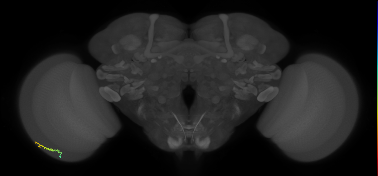 Dm3b_L (MaleCNS:534855)