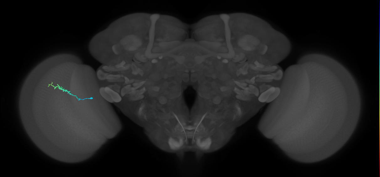 Dm3b_L (MaleCNS:215473)