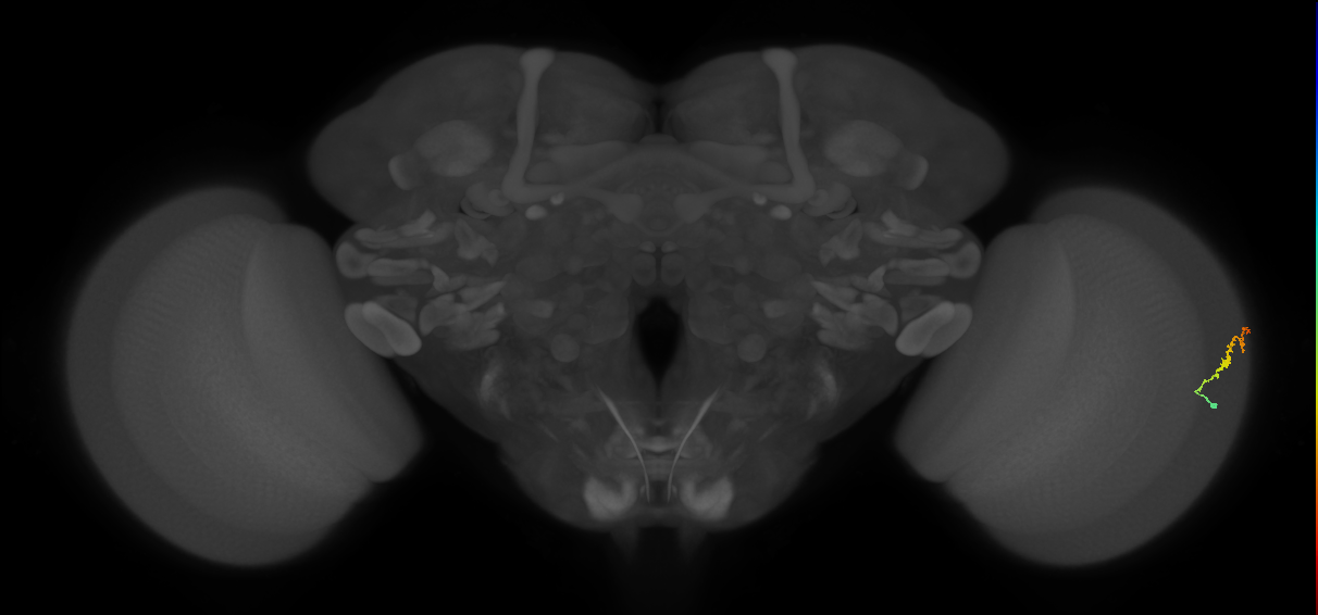 Dm3b_R (MaleCNS:138893)