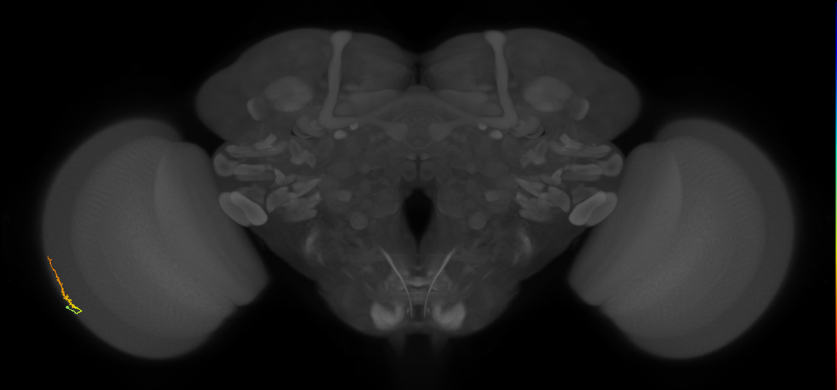 Dm3b_L (MaleCNS:224383)