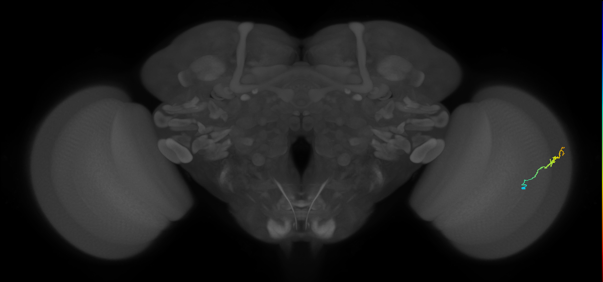 Dm3b_R (MaleCNS:117233)