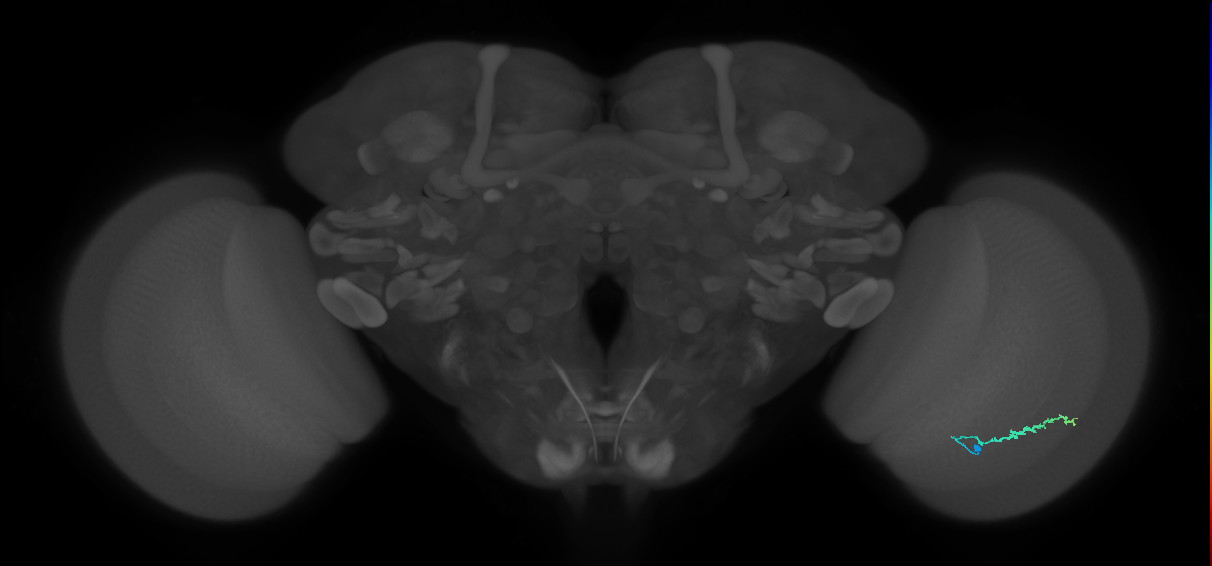 Dm3b_R (MaleCNS:125446)