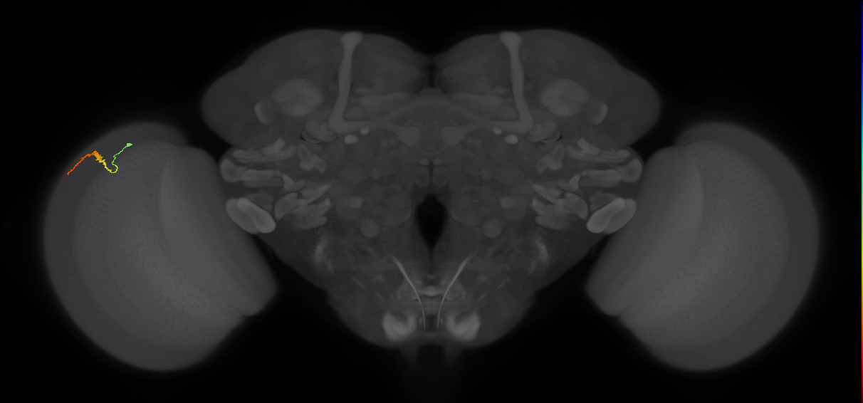 Dm3b_L (MaleCNS:219639)