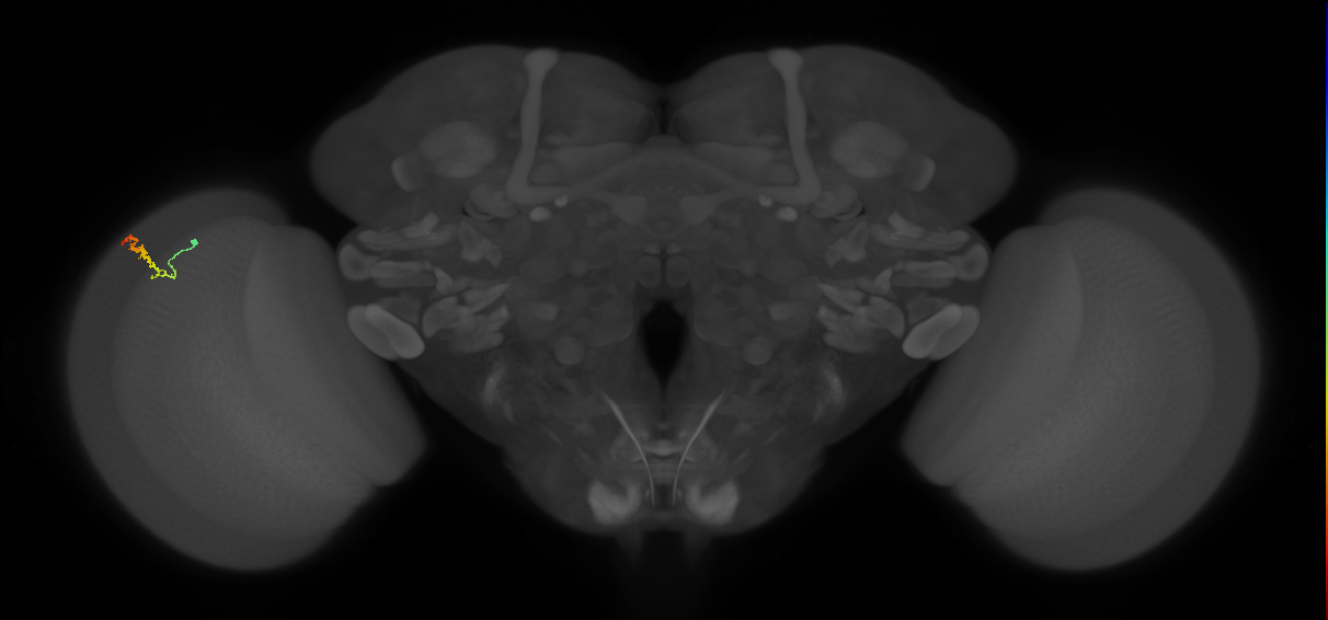 Dm3b_L (MaleCNS:565001)