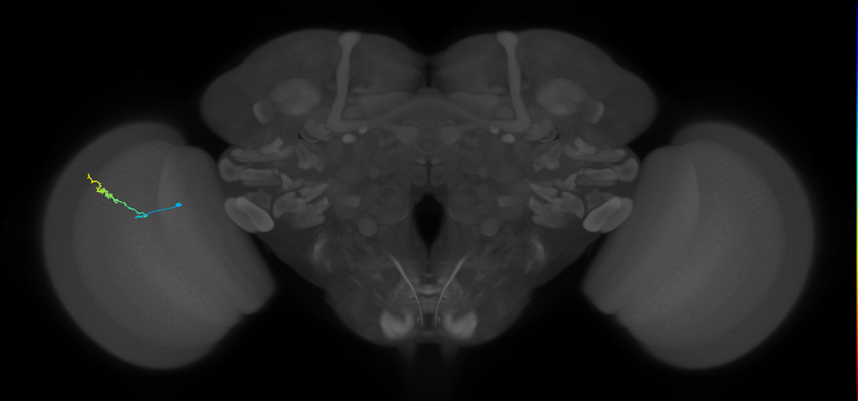Dm3b_L (MaleCNS:573509)