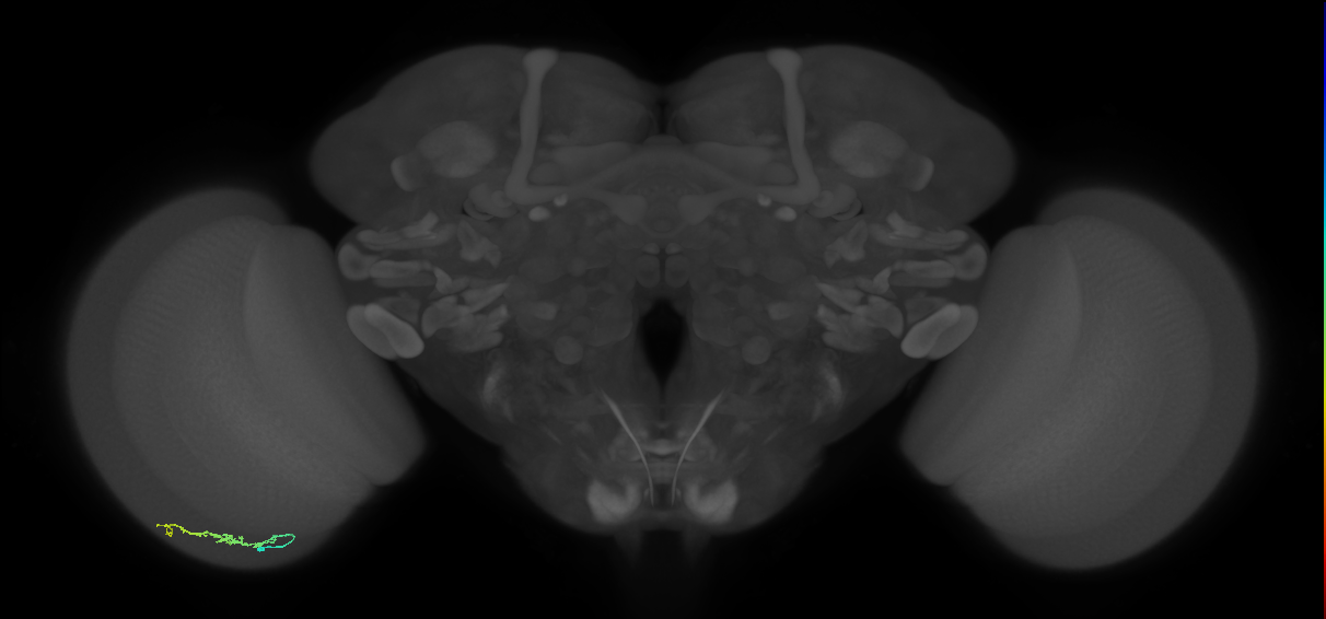 Dm3b_L (MaleCNS:65185)