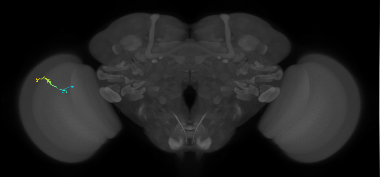 Dm3b_L (MaleCNS:535763)