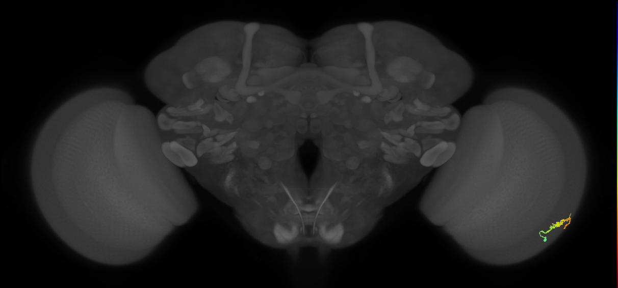 Dm3b_R (MaleCNS:103627)