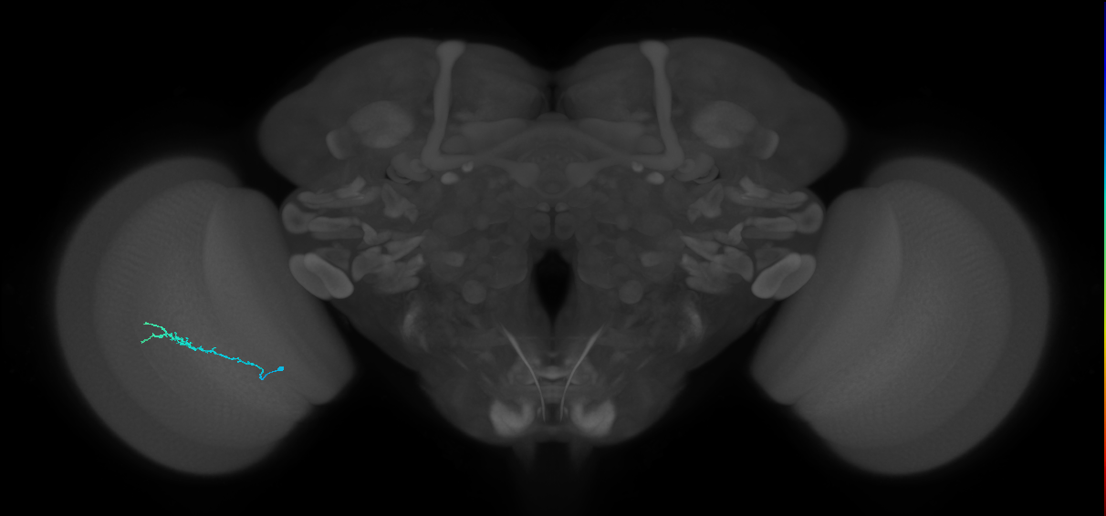 Dm3b_L (MaleCNS:138687)