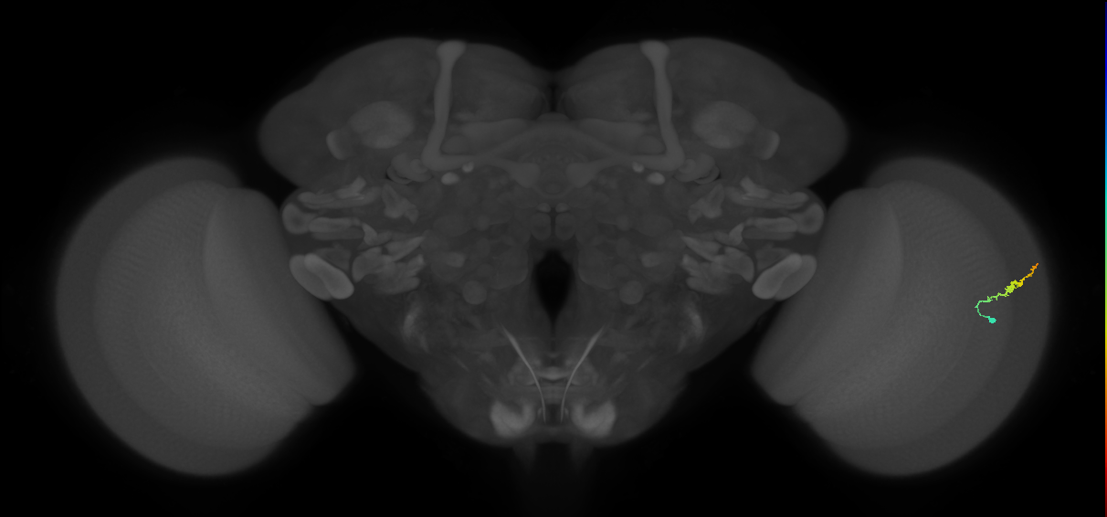 Dm3b_R (MaleCNS:135919)