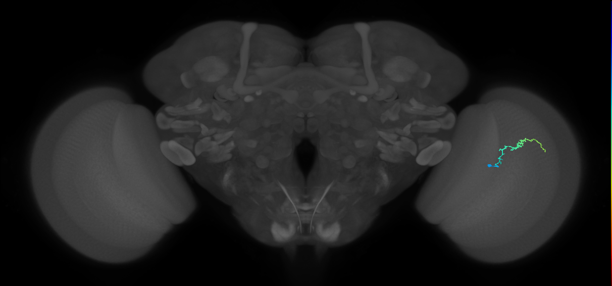 Dm3b_R (MaleCNS:150861)