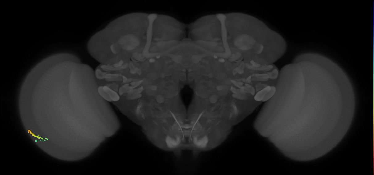 Dm3b_L (MaleCNS:129269)