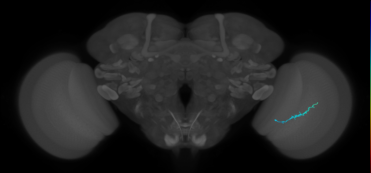 Dm3b_R (MaleCNS:143654)