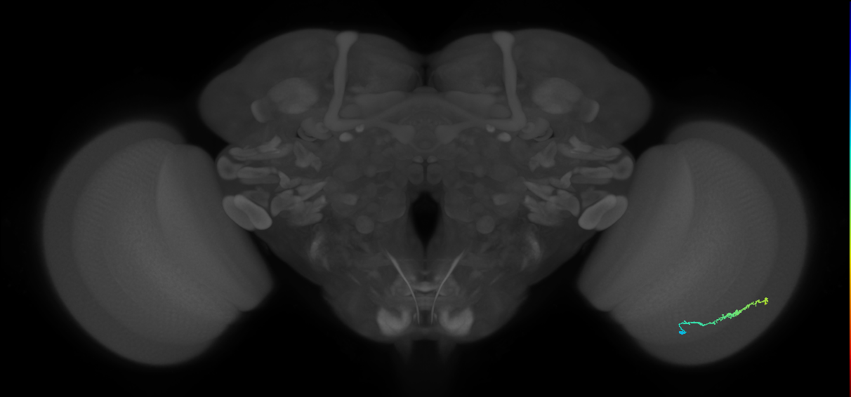 Dm3b_R (MaleCNS:129523)